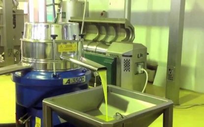 Φετινό αγουρέλαιο με 3,95 ευρώ το κιλό πούλησε ο ΑΣ Θερμασία Δήμητρα, έγιναν πράξεις πώλησης περσινού ελαιολάδου και στη Λακωνία