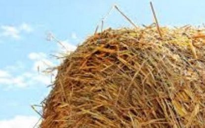 Ξεκινούν σχεδιασμοί για παραγωγή ηλεκτρικής ενέργειας από άχυρο στον θεσσαλικό κάμπο