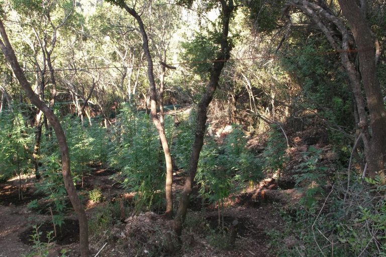 Κατασχέθηκαν 342 δενδρύλλια κάνναβης στην Εφταπίτα Αιγιαλείας