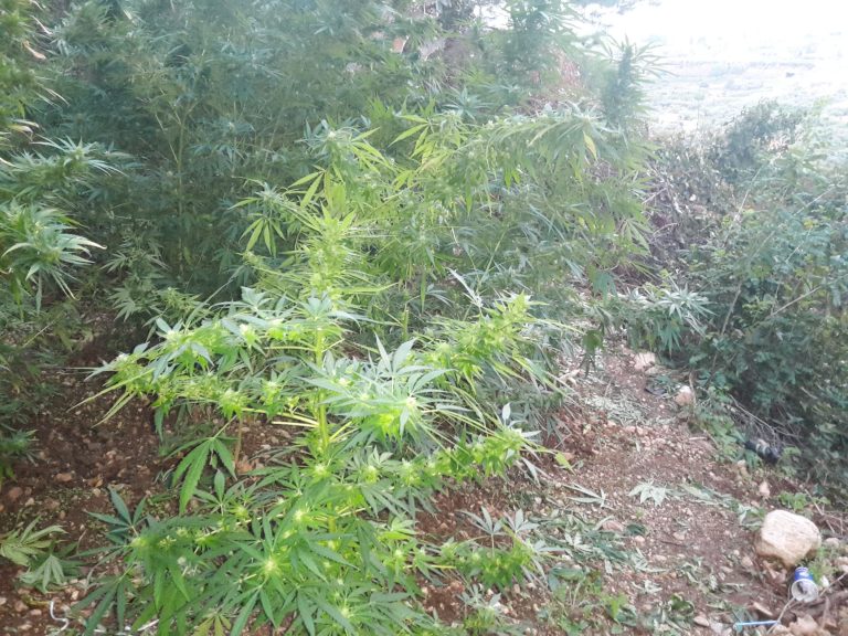 Κατασχέθηκαν 110 δενδρύλλια κάνναβης στο Πετρωτό Αχαΐας