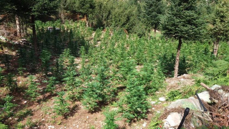ΕΥΡΥΤΑΝΙΑ: Kατασχέθηκαν 1.278 δενδρύλλια κάνναβης, ύψους έως και (1,75) περίπου μέτρων