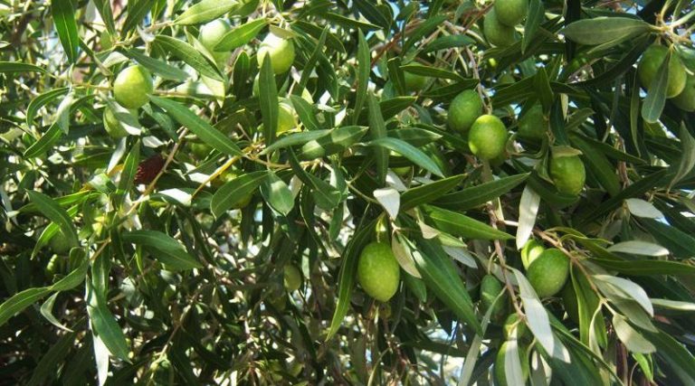 Δυτική Ελλάδα: Εγκρίθηκε ποσό πάνω από 900 χιλιάδες ευρώ για τη δακοκτονία