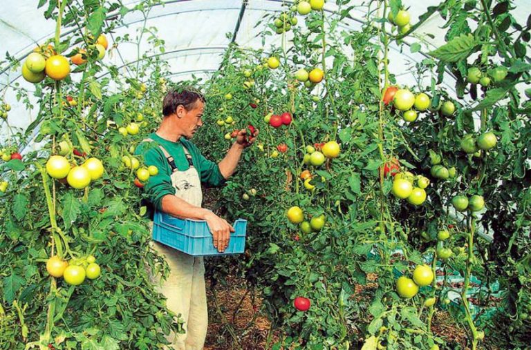ΕΕ: Συμφωνία για το νέο Κανονισμό παραγωγής βιολογικών προϊόντων