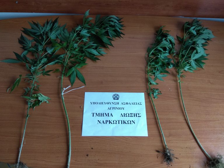 Συνελήφθη ακόμα ένας καλλιεργητής ναρκωτικών στην Αιτωλοακαρνανία