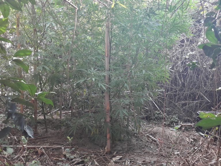 ΗΛΕΙΑ: Καλλιεργούσε (18) δενδρύλλια κάνναβης σε αγροτική περιοχή και συνελήφθη