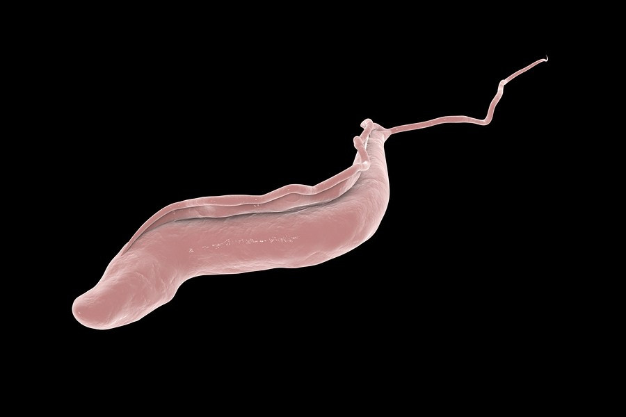parasita