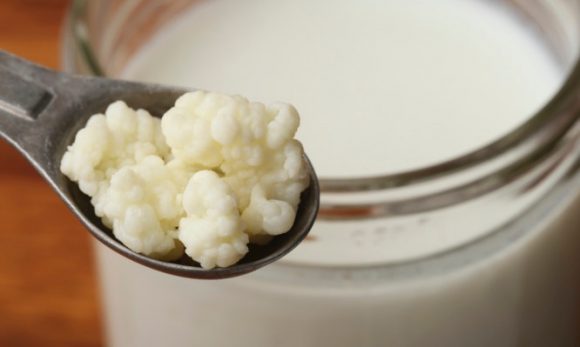 Milk Kefir Grains