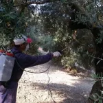 Έναρξη δεύτερου γενικού ψεκασμού δακοκτονίας 2026 και στην Αιγιάλεια