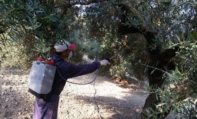 Έναρξη δεύτερου γενικού ψεκασμού δακοκτονίας 2026 και στην Αιγιάλεια