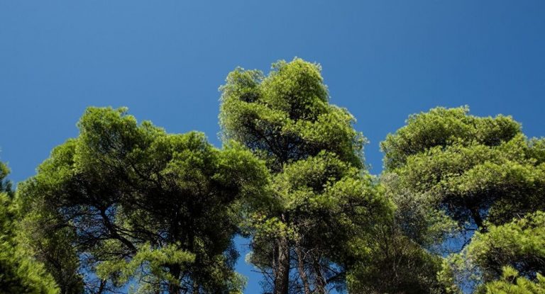 Τα Πλέον Αποδοτικά Φυτά στη Μάχη Κατά της Ατμοσφαιρικής Ρύπανσης στα Αστικά Κέντρα