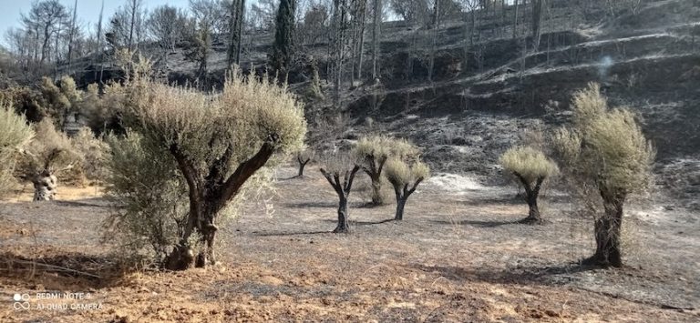 Σε κατάσταση έκτακτης ανάγκης Ζήρια, Καμάρες και Λόγγος