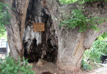 Στις αρχές του 2026 η έναρξη εργασιών συντήρησης του Πλατάνου του Παυσανία στην παραλία Αιγίου