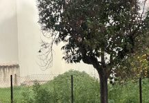 Σφοδρή κακοκαιρία στο Αίγιο – Έντονη χαλαζόπτωση, ισχυροί άνεμοι και πτώσεις δέντρων