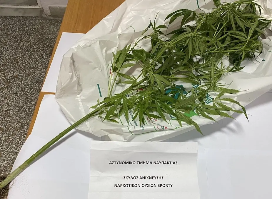 Ναύπακτος: Σύλληψη για καλλιέργεια και διακίνηση ναρκωτικών – Κατασχέθηκαν κάνναβη, δενδρύλλιο και αεροβόλο πιστόλι